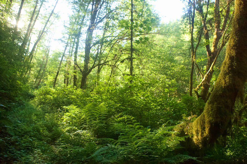 The great Siuslaw Forest.