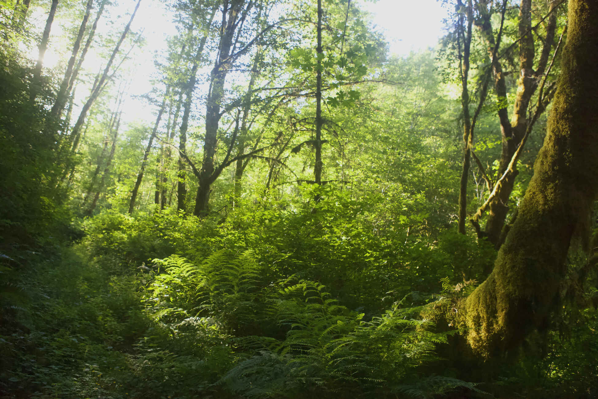 forest2